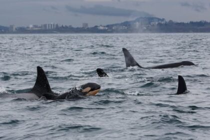 orcas-off-bc.-coast-face-‘high-probability-of-extinction’-if-conditions-don’t-change:-report