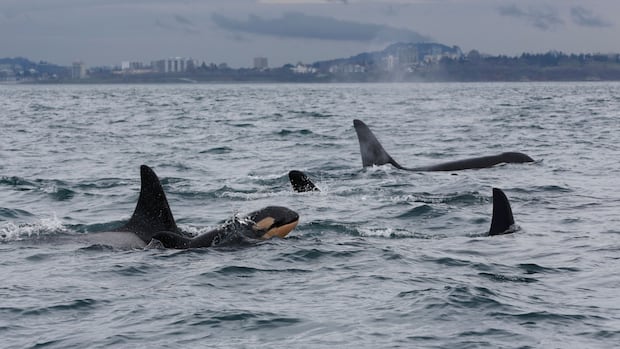 orcas-off-bc.-coast-face-‘high-probability-of-extinction’-if-conditions-don’t-change:-report