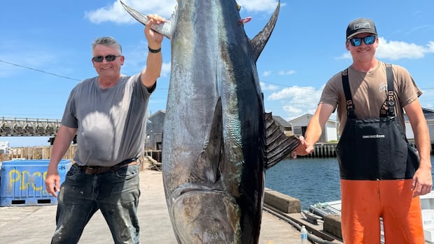 pei.-bluefin-tuna-in-high-demand-as-season-opens-early,-says-island-exporter