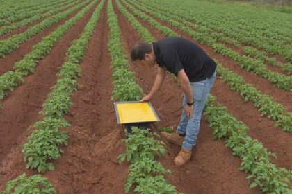pei.-potato-farmers-on-alert-as-aphid-numbers-rise
