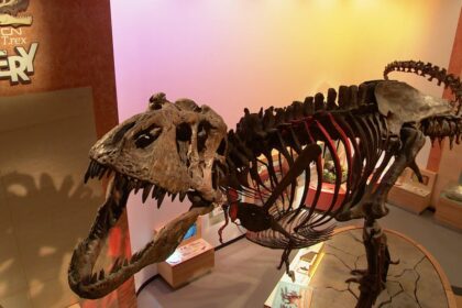 sask-researchers-discover-how-t.-rex-might-have-healed-from-injuries