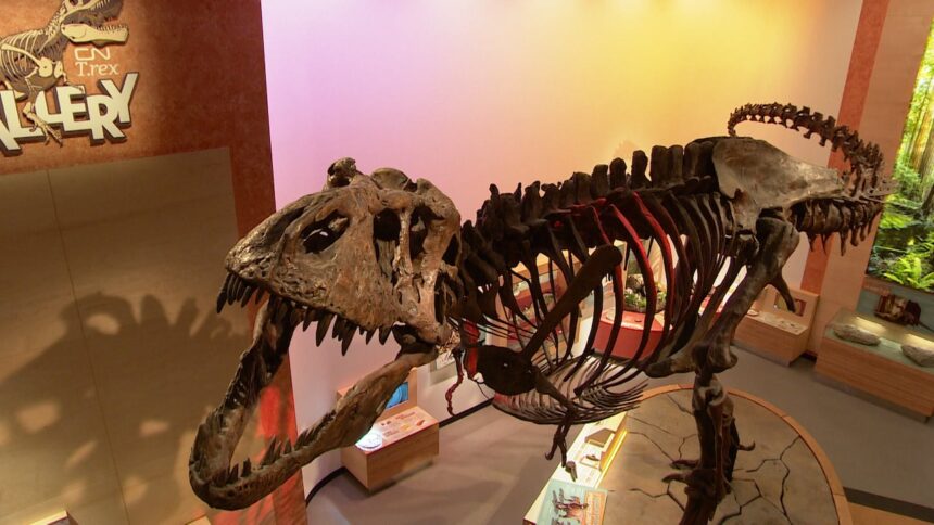 sask-researchers-discover-how-t.-rex-might-have-healed-from-injuries