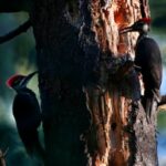 gatineau-selects-pileated-woodpecker-as-its-official-bird