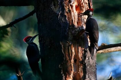 gatineau-selects-pileated-woodpecker-as-its-official-bird
