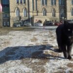 the-end-of-an-era:-last-feline-from-parliament-hill-cat-colony-dies