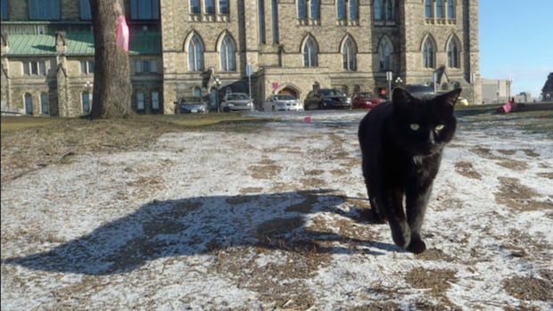the-end-of-an-era:-last-feline-from-parliament-hill-cat-colony-dies