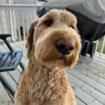 sask.-dog-scared-away-by-fireworks-on-canada-day-weekend-is-now-home