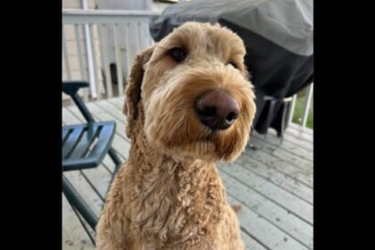 sask.-dog-scared-away-by-fireworks-on-canada-day-weekend-is-now-home