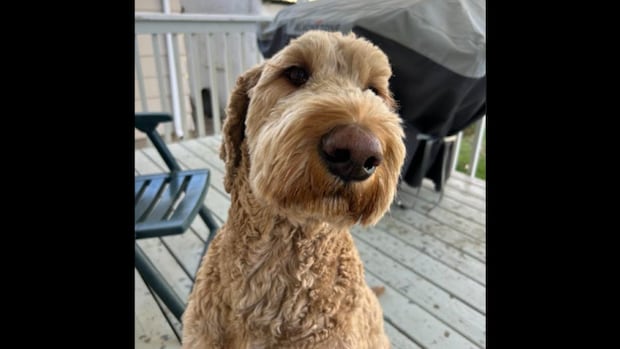 sask.-dog-scared-away-by-fireworks-on-canada-day-weekend-is-now-home