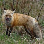 rabies-case-confirmed-in-dog-in-hopedale