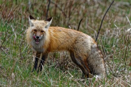 rabies-case-confirmed-in-dog-in-hopedale