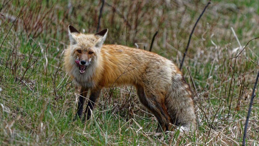 rabies-case-confirmed-in-dog-in-hopedale