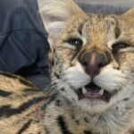 serval-owner-says-regulation-and-permitting-for-exotic-cats-is-needed,-not-a-full-on-ban