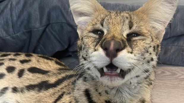 serval-owner-says-regulation-and-permitting-for-exotic-cats-is-needed,-not-a-full-on-ban