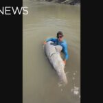 fishers-in-lillooet,-bc.,-hook-massive-700-pound-sturgeon-in-fraser-river
