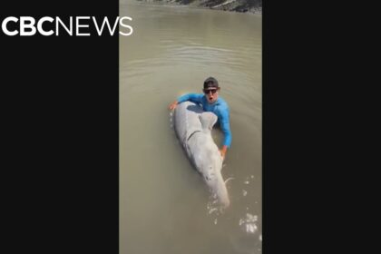fishers-in-lillooet,-bc.,-hook-massive-700-pound-sturgeon-in-fraser-river