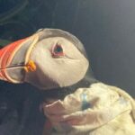 unb-researchers-find-33-year-old-puffin,-marking-a-known-record-age-for-the-bird