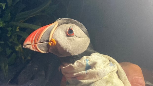 unb-researchers-find-33-year-old-puffin,-marking-a-known-record-age-for-the-bird