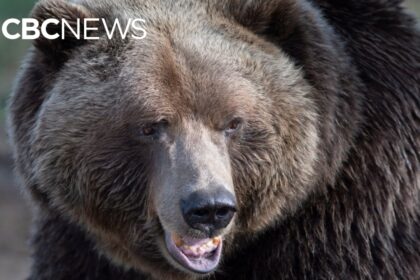 how-to-stay-safe-in-bc.s-grizzly-and-black-bear-country