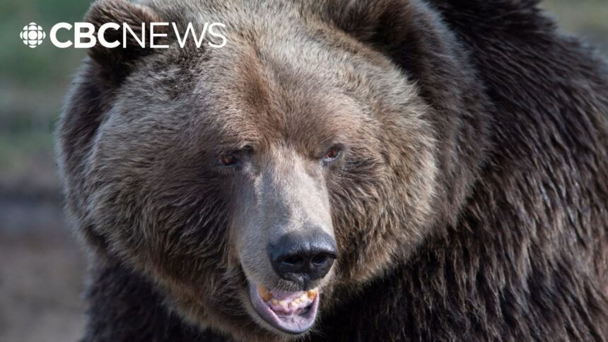 how-to-stay-safe-in-bc.s-grizzly-and-black-bear-country