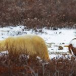 regulator-ok’s-liquefied-natural-gas-exports-through-hudson-bay,-pending-future-compliance