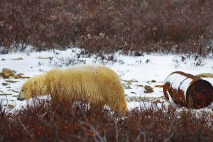 regulator-ok’s-liquefied-natural-gas-exports-through-hudson-bay,-pending-future-compliance