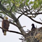 emptying-the-nest:-parenting-lessons-from-bald-eagles