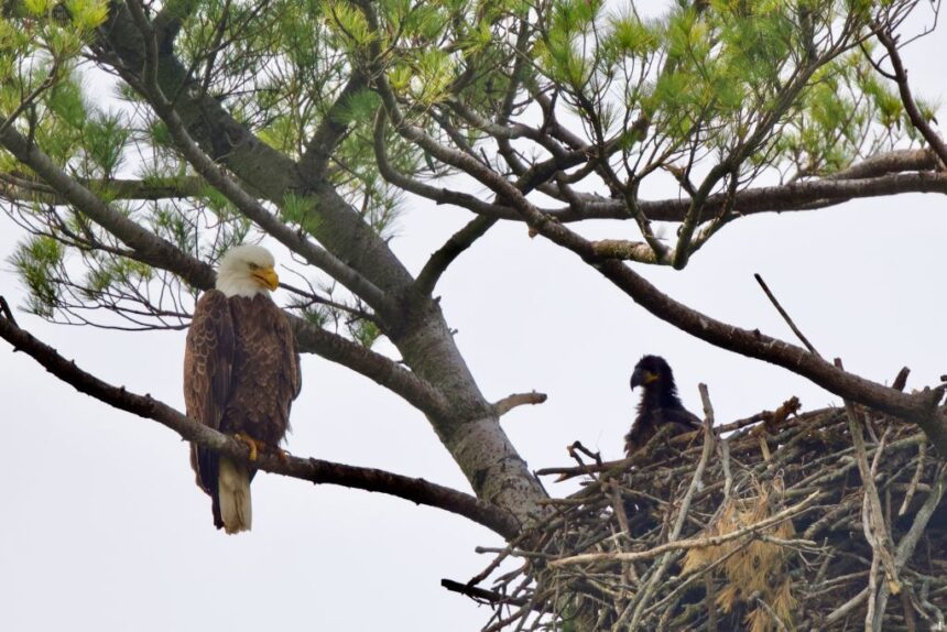 emptying-the-nest:-parenting-lessons-from-bald-eagles