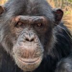chimps-are-sticking-grass-and-sticks-in-their-butts,-seemingly-as-a-fashion-trend