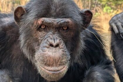 chimps-are-sticking-grass-and-sticks-in-their-butts,-seemingly-as-a-fashion-trend