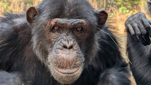 chimps-are-sticking-grass-and-sticks-in-their-butts,-seemingly-as-a-fashion-trend