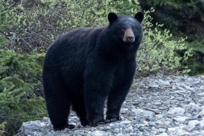 bc.-parks-closes-part-of-stawamus-chief-park-due-to-‘food-conditioned’-bear