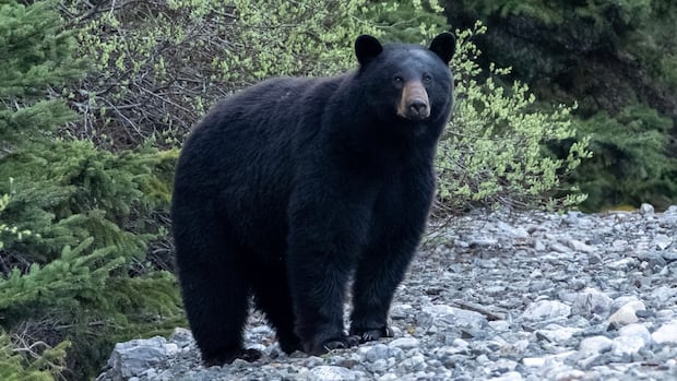 bc.-parks-closes-part-of-stawamus-chief-park-due-to-‘food-conditioned’-bear