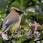 waxwings-and-rainbows:-enjoy-these-photos-from-around-new-brunswick