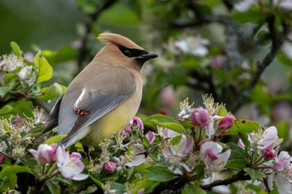waxwings-and-rainbows:-enjoy-these-photos-from-around-new-brunswick