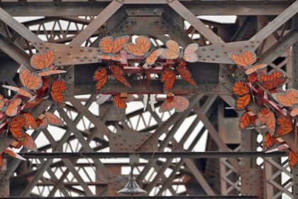 monarch-butterfly-sculptures-on-fredericton-bridge-send-environmental-message