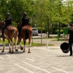 city-says-it-has-a-plan-to-clean-up-after-the-ottawa-police-service’s-new-mounted-unit