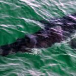 50-years-after-jaws,-will-bc.-ever-see-more-great-white-sharks?
