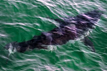 50-years-after-jaws,-will-bc.-ever-see-more-great-white-sharks?