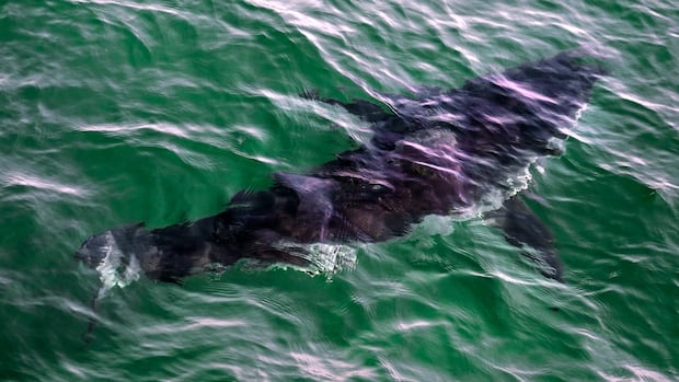 50-years-after-jaws,-will-bc.-ever-see-more-great-white-sharks?
