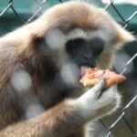 dairy-free-cheese,-please:-primates-at-moncton-zoo-get-pizza-made-by-visitors