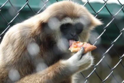 dairy-free-cheese,-please:-primates-at-moncton-zoo-get-pizza-made-by-visitors