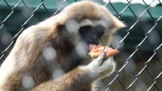 dairy-free-cheese,-please:-primates-at-moncton-zoo-get-pizza-made-by-visitors