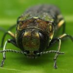 this-tree-killing-beetle-revealed-its-presence-in-bc.-when-it-flew-into-the-wrong-person