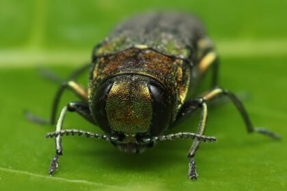 this-tree-killing-beetle-revealed-its-presence-in-bc.-when-it-flew-into-the-wrong-person
