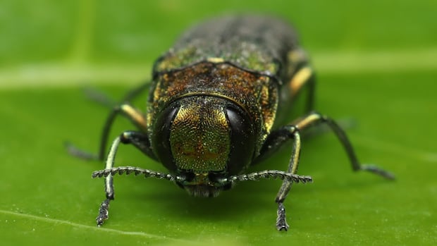 this-tree-killing-beetle-revealed-its-presence-in-bc.-when-it-flew-into-the-wrong-person
