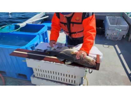big-unknown:-lots-of-cod-landed,-but-nl-recreational-fishery-yielding-no-helpful-science