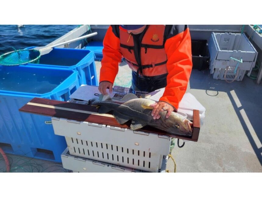 big-unknown:-lots-of-cod-landed,-but-nl-recreational-fishery-yielding-no-helpful-science