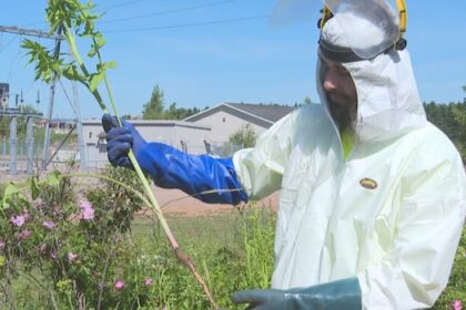 islanders-being-asked-to-report-sightings-of-toxic,-skin-burning-wild-parsnip