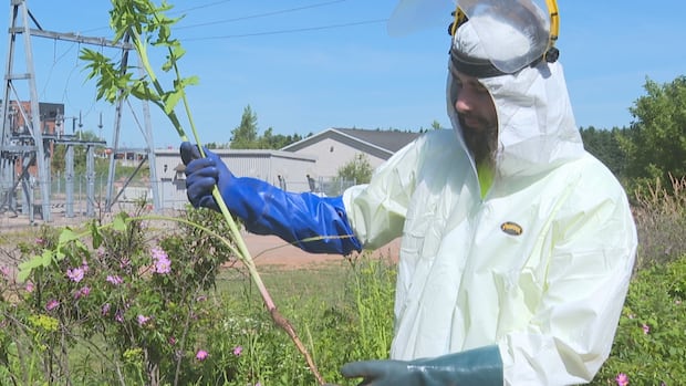 islanders-being-asked-to-report-sightings-of-toxic,-skin-burning-wild-parsnip